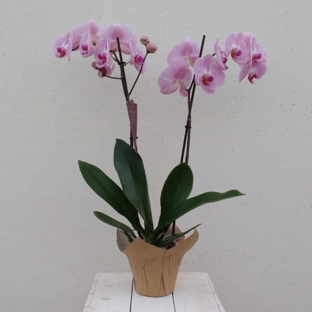Orchideenpflanze